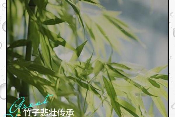 风水竹子开花意味着有灾祸发生吗