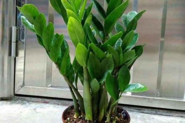 房子西边适合种什么植物风水好