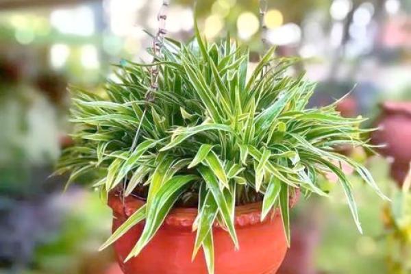 房子西边适合种什么植物风水好