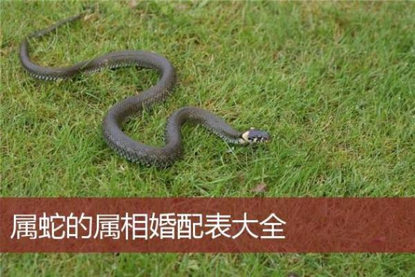 19岁属什么生肖配对 属蛇配对