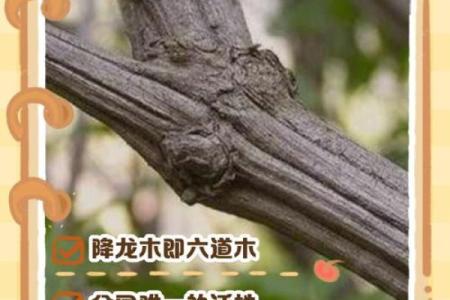 降龙木镇宅最佳方位  降龙木辟邪放哪里
