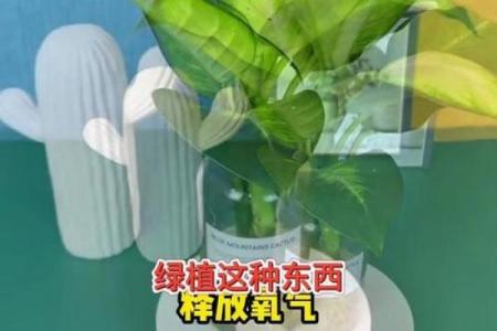 万年青 风水