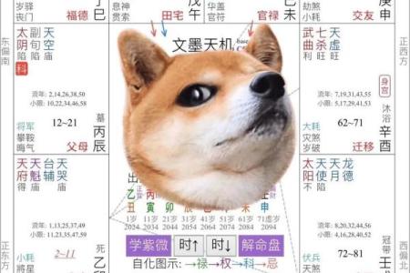 紫微斗数排盘天魁星坐命宫分析,十二宫分析