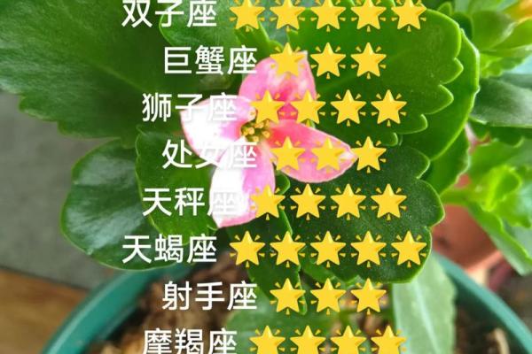 白羊座今日紫微黄历运势