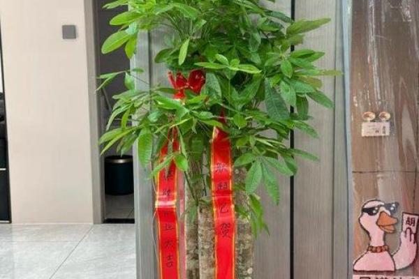 生肖属兔求财财神放哪个方向 养什么植物最旺财