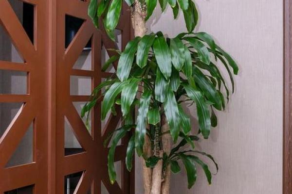 生肖属兔求财财神放哪个方向 养什么植物最旺财