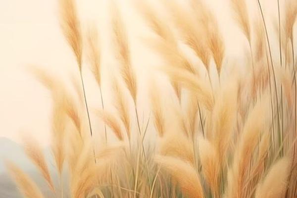 芦苇风水讲解