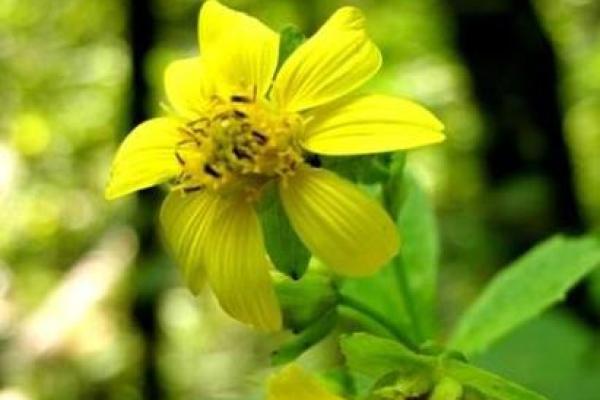 1月5日生日花语：熊掌花，1月5日是什么星座？