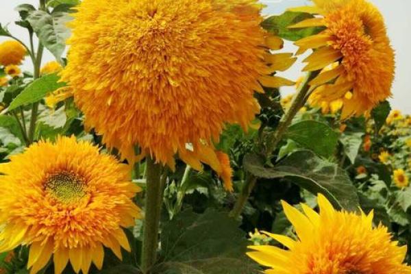 1月5日生日花语：熊掌花，1月5日是什么星座？