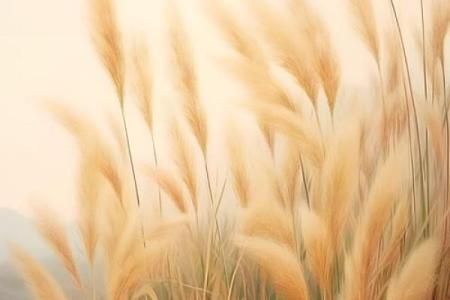 芦苇风水讲解