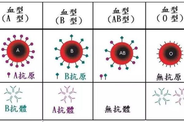 什么血型最厚脸皮