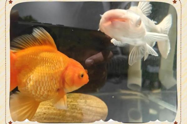 蓝鲨没腮风水