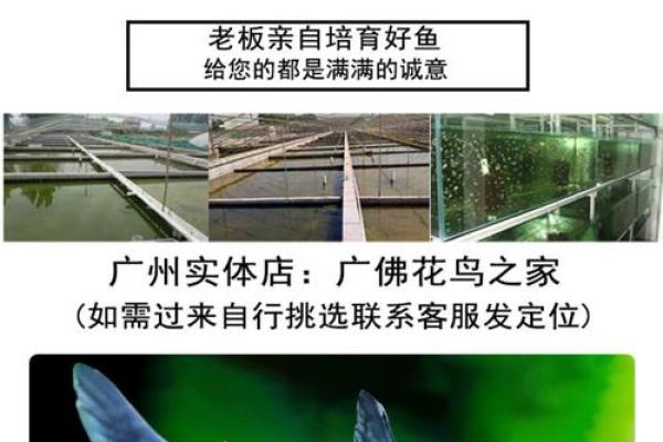 蓝鲨没腮风水