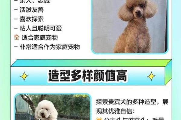 贵宾犬的八字特点及解析