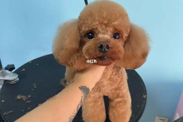 贵宾犬的八字特点及解析