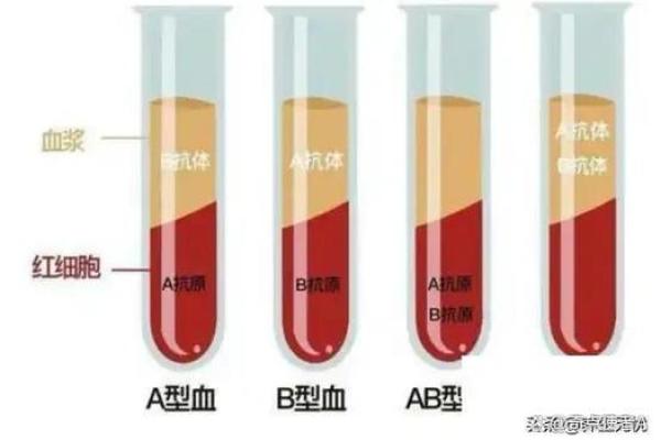 血型与健康有什么关系