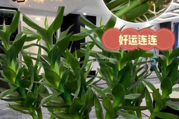 好风水可以养？六招可出好风水