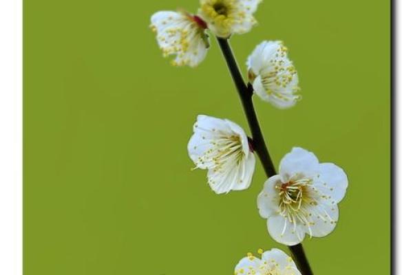 吕祖灵签第三十三签：古人梅花开二度