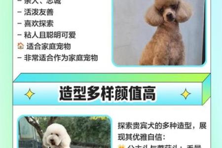 贵宾犬的八字特点及解析