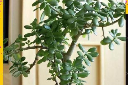 如何通过养植物改善室内风水