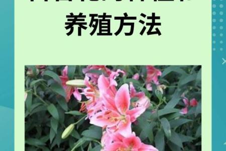 百合花有哪些风水作用