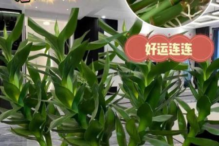 好风水可以养？六招可出好风水