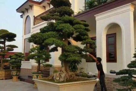 大门正确栽树方位，农村大门口栽树有讲究吗？