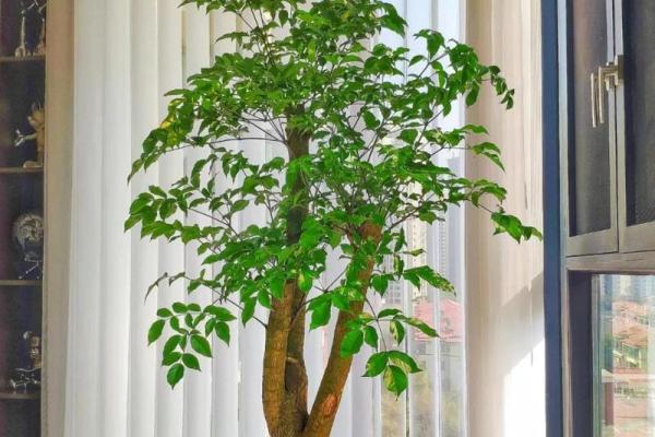 四大镇宅之树 镇宅植物风水