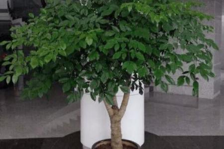 四大镇宅之树 镇宅植物风水