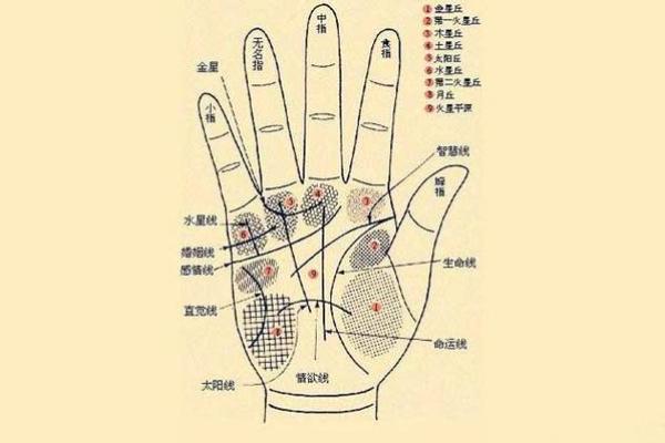 女人手纹算命图解,有福气的女人手相