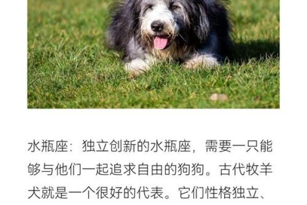 12星座该养哪种犬