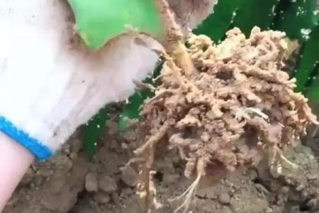 家里种火龙果影响风水