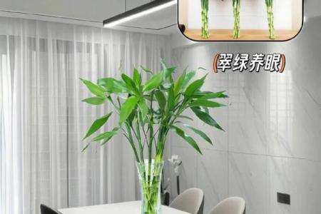 风水上富贵竹养多少颗比较旺财