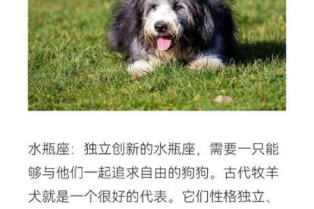 12星座该养哪种犬