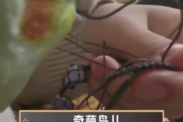 搞笑小鸟算命视频