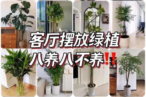 园林风水_家居养花有哪些禁忌