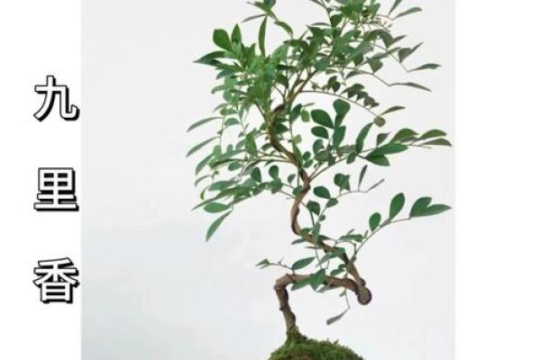 园林风水_家居养花有哪些禁忌