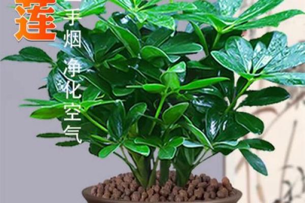 室内盆栽植物的介绍和风水作用