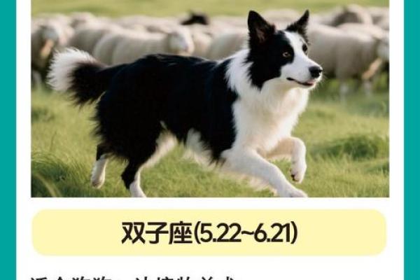12星座应该养哪种狗狗