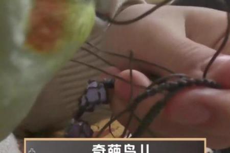 搞笑小鸟算命视频