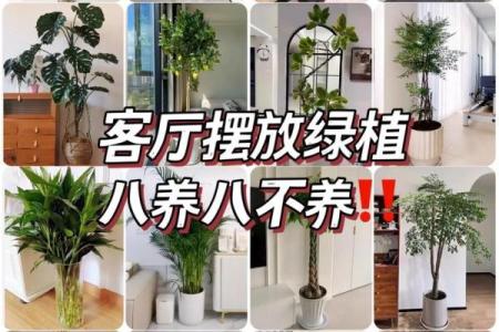 园林风水_家居养花有哪些禁忌