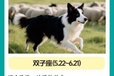 12星座应该养哪种狗狗