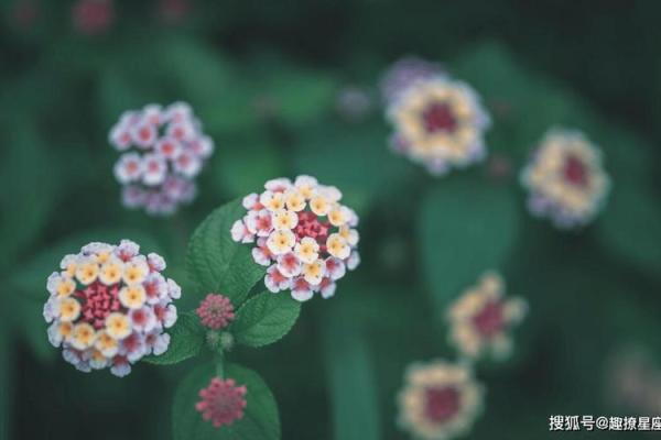 属猪星座的8种幸运花草，你知道几种？