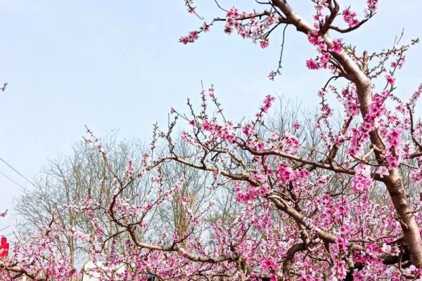 【测试】春天到了，你的桃花会开吗？