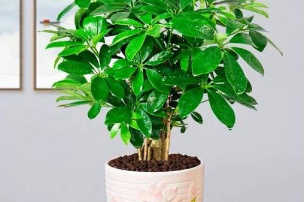 风水什么花招财又旺宅好养吉祥植物