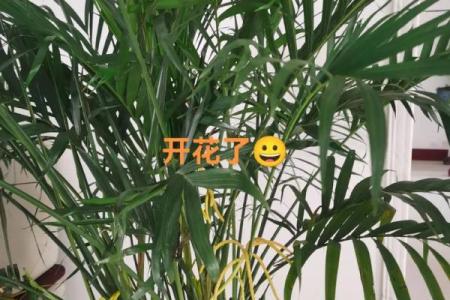富贵椰子的风水寓意