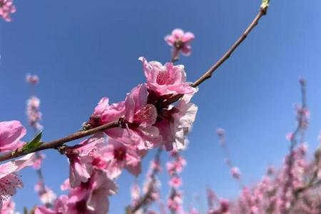 【测试】春天到了，你的桃花会开吗？