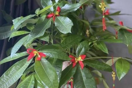 风水什么花招财又旺宅好养吉祥植物