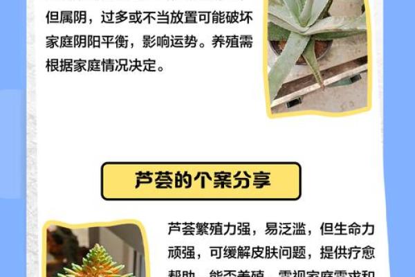芦荟的风水作用