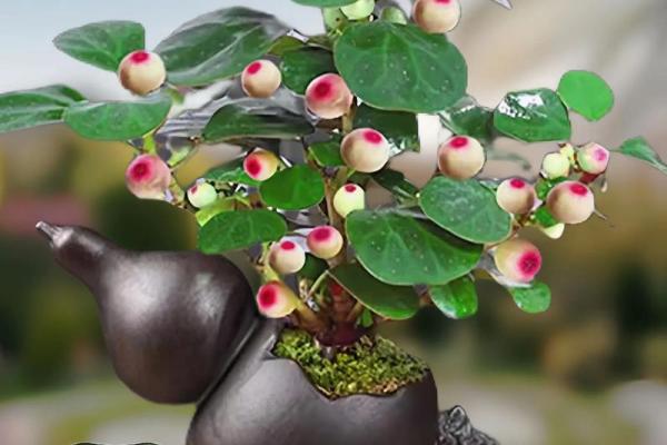 菩提树与家的风水